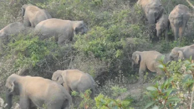 Death in wild elephant attack at border