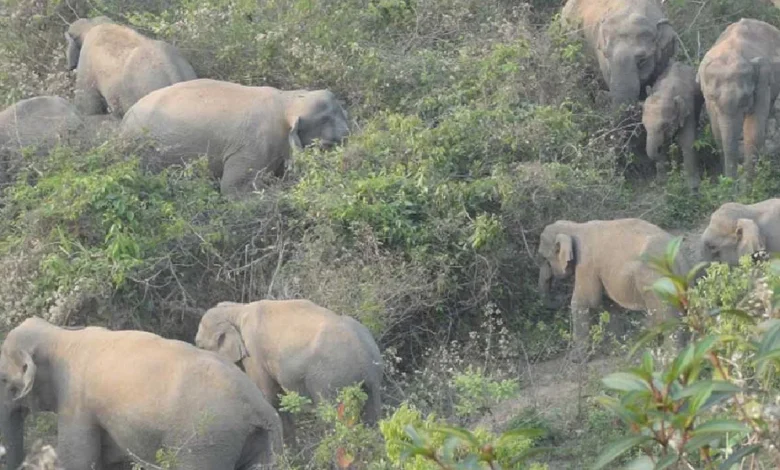 Death in wild elephant attack at border